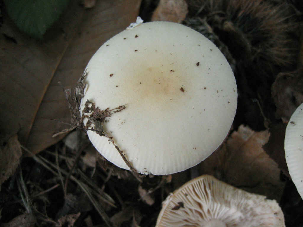 Amanita eliae??